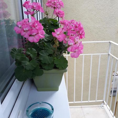 Zenit Apartman Mako Luaran gambar