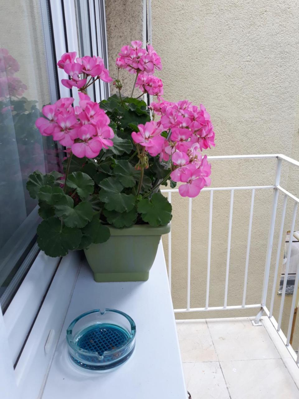 Zenit Apartman Mako Luaran gambar